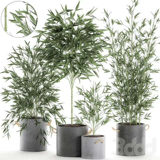 PLANTS – INDOOR – 3D MODELS – FREE DOWNLOAD – 16924 PLANTS – INDOOR – 3D MODELS – FREE DOWNLOAD – 16924