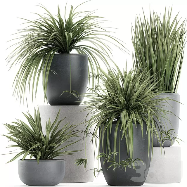 PLANTS – INDOOR – 3D MODELS – FREE DOWNLOAD – 16933 PLANTS – INDOOR – 3D MODELS – FREE DOWNLOAD – 16933