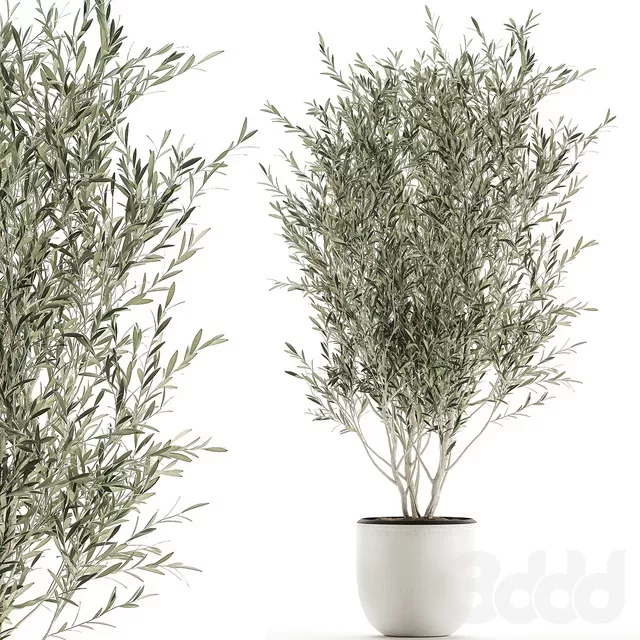 PLANTS – INDOOR – 3D MODELS – FREE DOWNLOAD – 16939 PLANTS – INDOOR – 3D MODELS – FREE DOWNLOAD – 16939