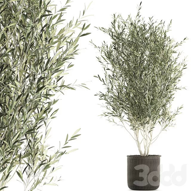 PLANTS – INDOOR – 3D MODELS – FREE DOWNLOAD – 16941 PLANTS – INDOOR – 3D MODELS – FREE DOWNLOAD – 16941