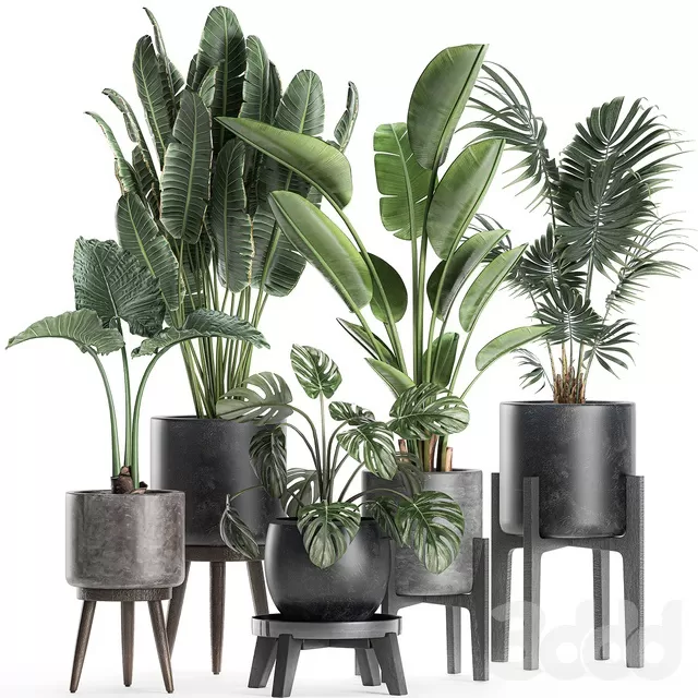 PLANTS – INDOOR – 3D MODELS – FREE DOWNLOAD – 16944 PLANTS – INDOOR – 3D MODELS – FREE DOWNLOAD – 16944