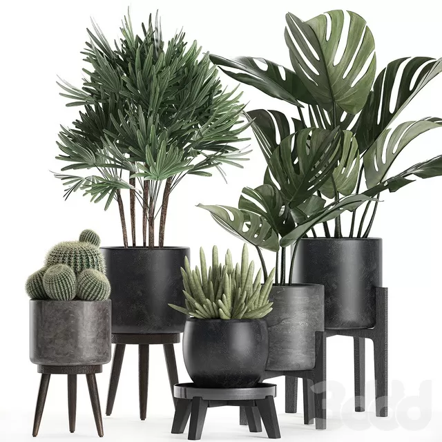 PLANTS – INDOOR – 3D MODELS – FREE DOWNLOAD – 16946 PLANTS – INDOOR – 3D MODELS – FREE DOWNLOAD – 16946