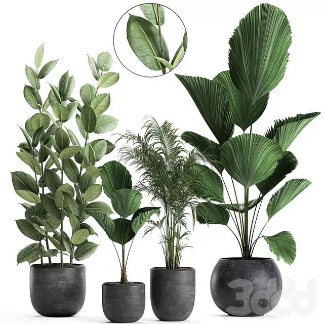 PLANTS – INDOOR – 3D MODELS – FREE DOWNLOAD – 16947 PLANTS – INDOOR – 3D MODELS – FREE DOWNLOAD – 16947