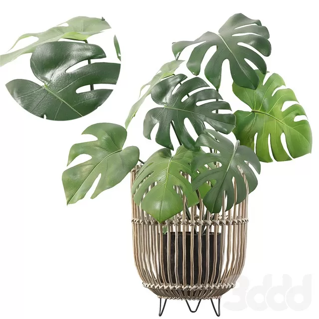 PLANTS – INDOOR – 3D MODELS – FREE DOWNLOAD – 16948 PLANTS – INDOOR – 3D MODELS – FREE DOWNLOAD – 16948