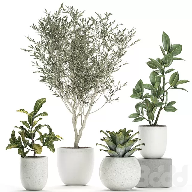 PLANTS – INDOOR – 3D MODELS – FREE DOWNLOAD – 16952 PLANTS – INDOOR – 3D MODELS – FREE DOWNLOAD – 16952