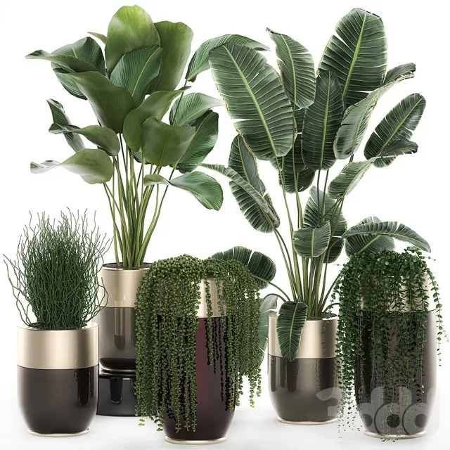 PLANTS – INDOOR – 3D MODELS – FREE DOWNLOAD – 16966 PLANTS – INDOOR – 3D MODELS – FREE DOWNLOAD – 16966