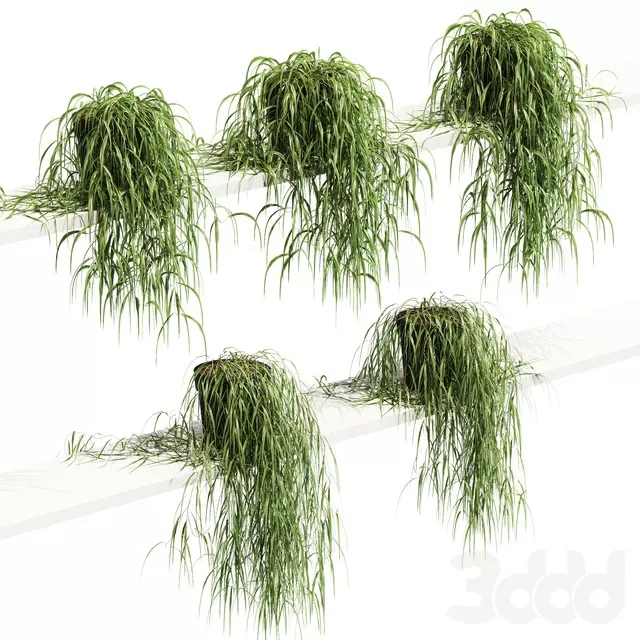 PLANTS – INDOOR – 3D MODELS – FREE DOWNLOAD – 16969 PLANTS – INDOOR – 3D MODELS – FREE DOWNLOAD – 16969