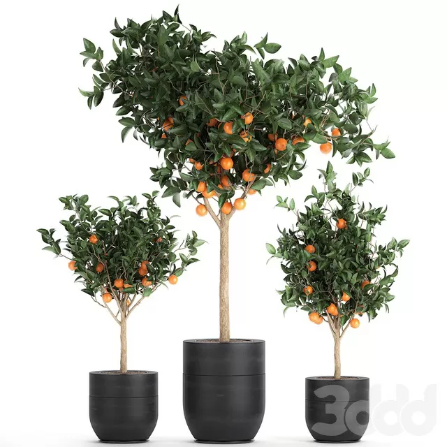 PLANTS – INDOOR – 3D MODELS – FREE DOWNLOAD – 16972 PLANTS – INDOOR – 3D MODELS – FREE DOWNLOAD – 16972