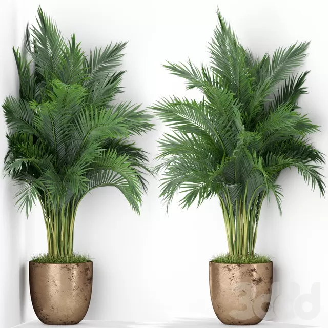 PLANTS – INDOOR – 3D MODELS – FREE DOWNLOAD – 16973 PLANTS – INDOOR – 3D MODELS – FREE DOWNLOAD – 16973