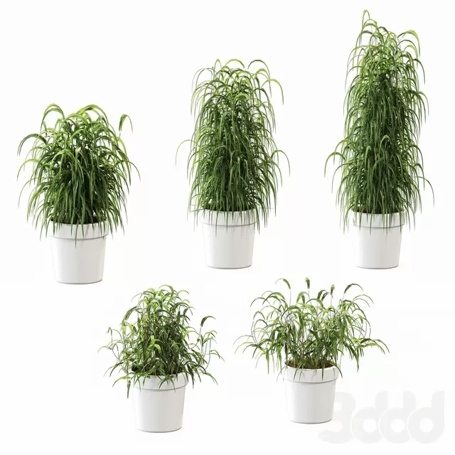 PLANTS – INDOOR – 3D MODELS – FREE DOWNLOAD – 16976 PLANTS – INDOOR – 3D MODELS – FREE DOWNLOAD – 16976
