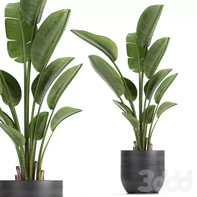 PLANTS – INDOOR – 3D MODELS – FREE DOWNLOAD – 16978 PLANTS – INDOOR – 3D MODELS – FREE DOWNLOAD – 16978