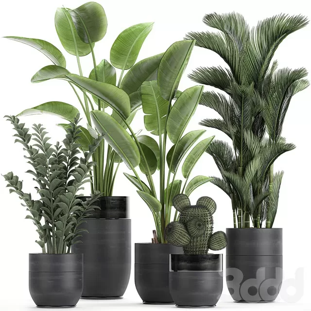 PLANTS – INDOOR – 3D MODELS – FREE DOWNLOAD – 16979 PLANTS – INDOOR – 3D MODELS – FREE DOWNLOAD – 16979