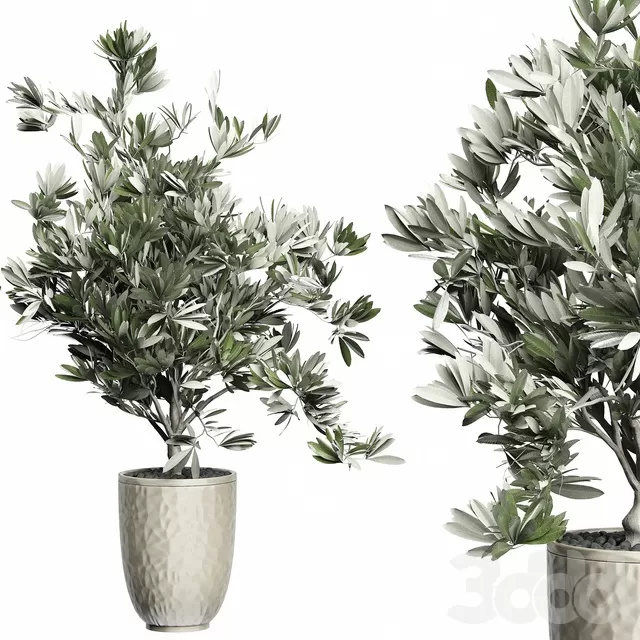 PLANTS – INDOOR – 3D MODELS – FREE DOWNLOAD – 16982 PLANTS – INDOOR – 3D MODELS – FREE DOWNLOAD – 16982