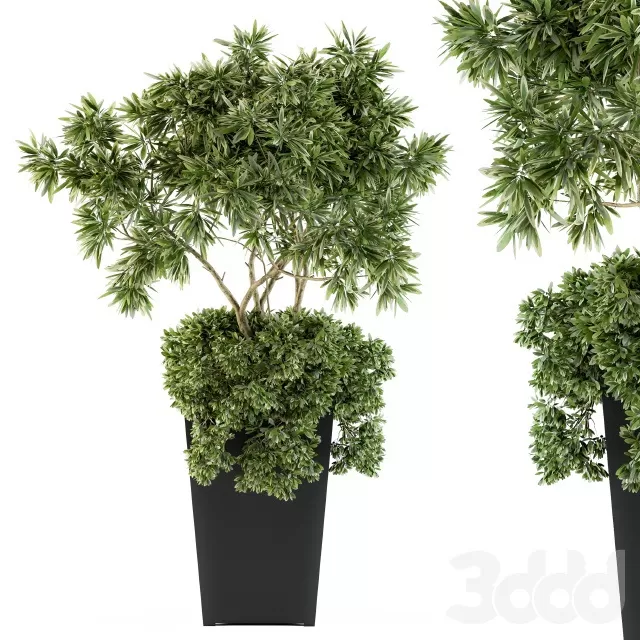 PLANTS – INDOOR – 3D MODELS – FREE DOWNLOAD – 16983 PLANTS – INDOOR – 3D MODELS – FREE DOWNLOAD – 16983