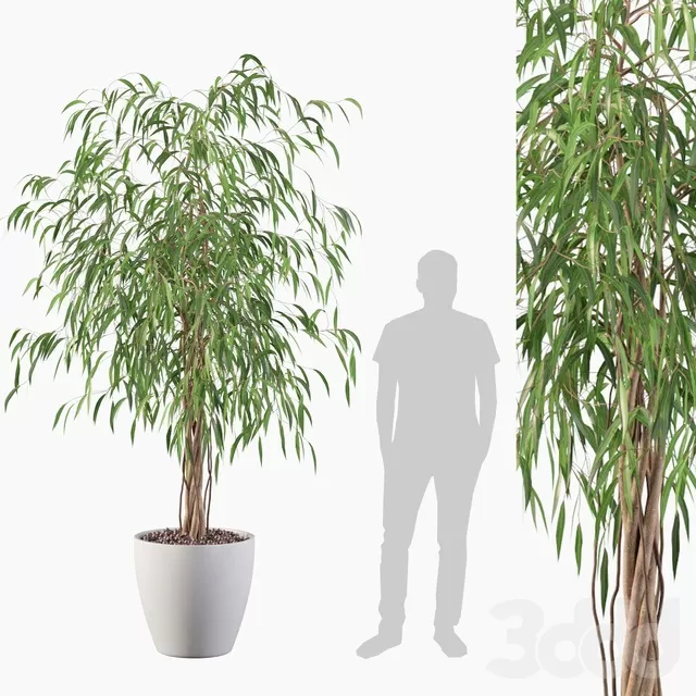 PLANTS – INDOOR – 3D MODELS – FREE DOWNLOAD – 16984 PLANTS – INDOOR – 3D MODELS – FREE DOWNLOAD – 16984