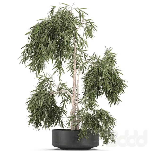 PLANTS – INDOOR – 3D MODELS – FREE DOWNLOAD – 16985 PLANTS – INDOOR – 3D MODELS – FREE DOWNLOAD – 16985