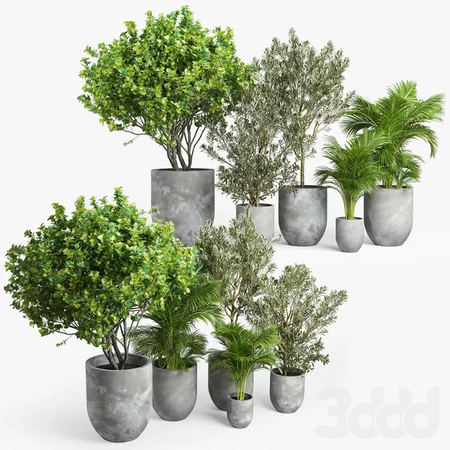 PLANTS – INDOOR – 3D MODELS – FREE DOWNLOAD – 16988 PLANTS – INDOOR – 3D MODELS – FREE DOWNLOAD – 16988