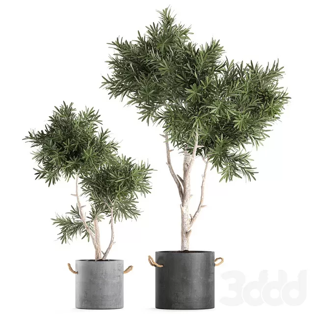PLANTS – INDOOR – 3D MODELS – FREE DOWNLOAD – 16989 PLANTS – INDOOR – 3D MODELS – FREE DOWNLOAD – 16989