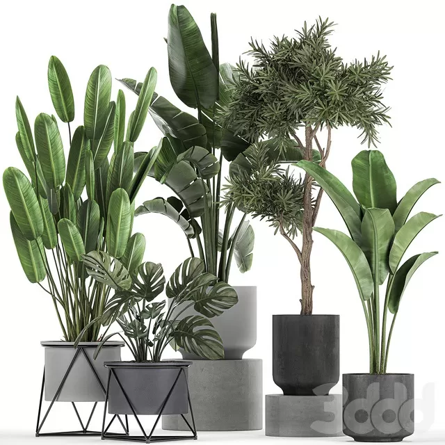 PLANTS – INDOOR – 3D MODELS – FREE DOWNLOAD – 16992 PLANTS – INDOOR – 3D MODELS – FREE DOWNLOAD – 16992