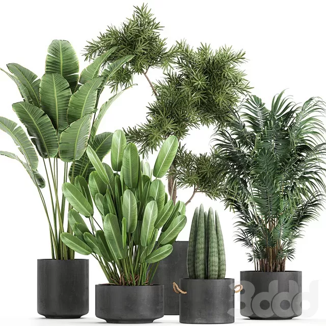 PLANTS – INDOOR – 3D MODELS – FREE DOWNLOAD – 16996 PLANTS – INDOOR – 3D MODELS – FREE DOWNLOAD – 16996