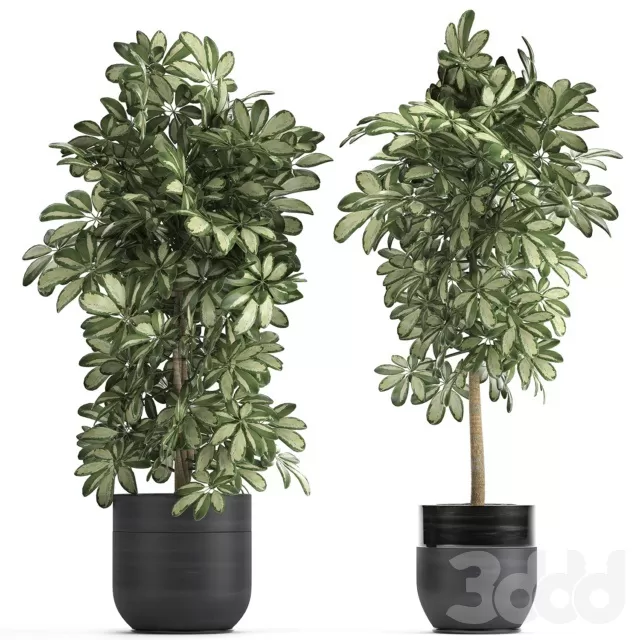 PLANTS – INDOOR – 3D MODELS – FREE DOWNLOAD – 16998 PLANTS – INDOOR – 3D MODELS – FREE DOWNLOAD – 16998