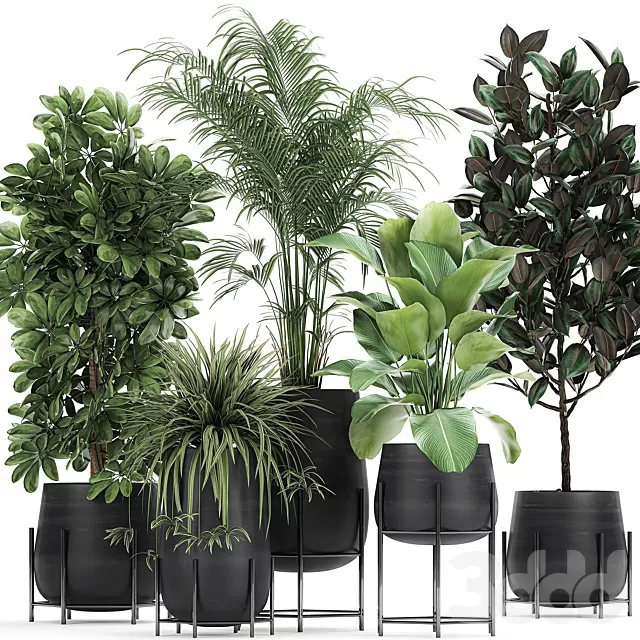 PLANTS – INDOOR – 3D MODELS – FREE DOWNLOAD – 16999 PLANTS – INDOOR – 3D MODELS – FREE DOWNLOAD – 16999
