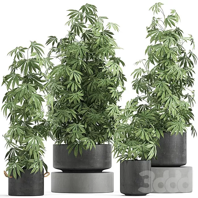 PLANTS – INDOOR – 3D MODELS – FREE DOWNLOAD – 17001 PLANTS – INDOOR – 3D MODELS – FREE DOWNLOAD – 17001