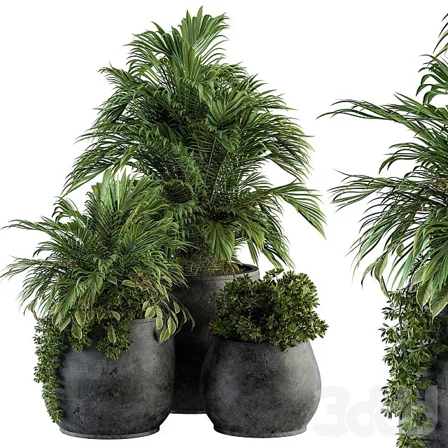 PLANTS – INDOOR – 3D MODELS – FREE DOWNLOAD – 17004 PLANTS – INDOOR – 3D MODELS – FREE DOWNLOAD – 17004