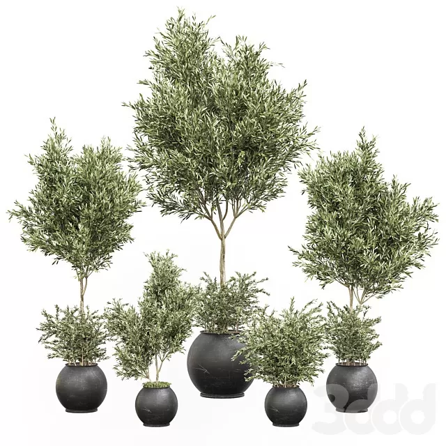 PLANTS – INDOOR – 3D MODELS – FREE DOWNLOAD – 17007 PLANTS – INDOOR – 3D MODELS – FREE DOWNLOAD – 17007