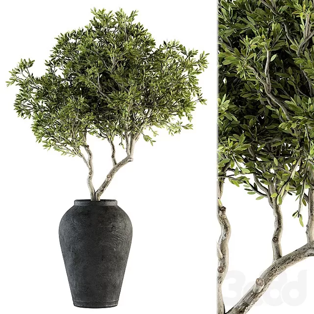 PLANTS – INDOOR – 3D MODELS – FREE DOWNLOAD – 17009