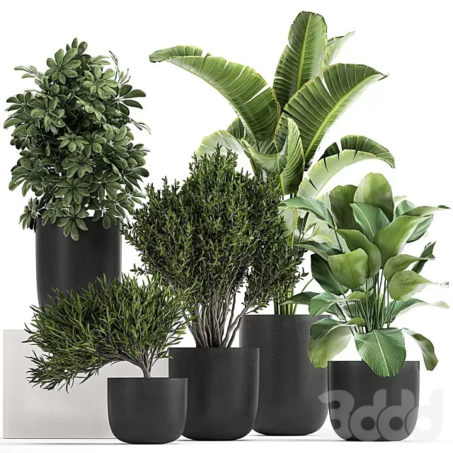 PLANTS – INDOOR – 3D MODELS – FREE DOWNLOAD – 17010