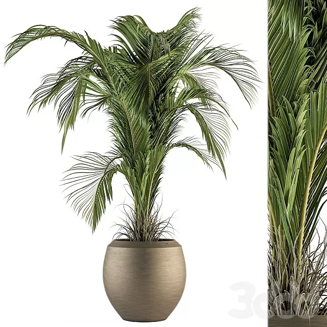 PLANTS – INDOOR – 3D MODELS – FREE DOWNLOAD – 17011