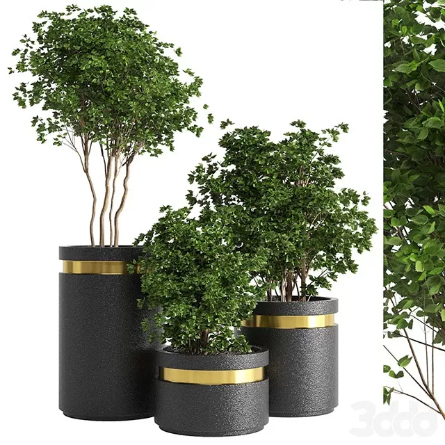 PLANTS – INDOOR – 3D MODELS – FREE DOWNLOAD – 17012