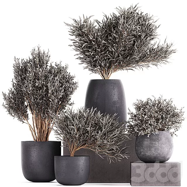 PLANTS – INDOOR – 3D MODELS – FREE DOWNLOAD – 17013