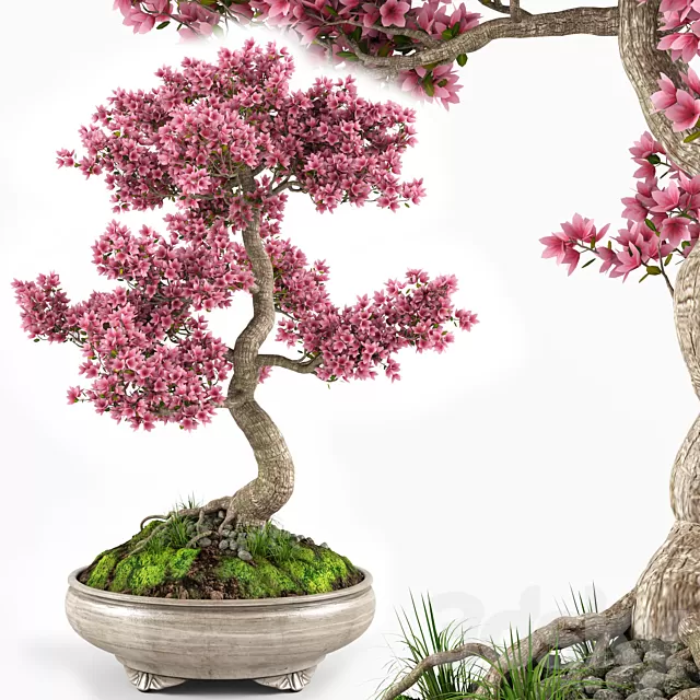 PLANTS – INDOOR – 3D MODELS – FREE DOWNLOAD – 17015