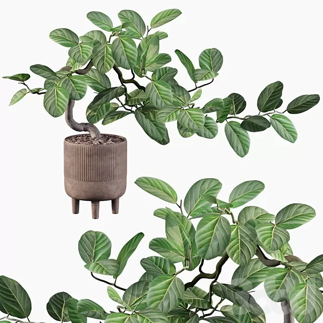 PLANTS – INDOOR – 3D MODELS – FREE DOWNLOAD – 17016