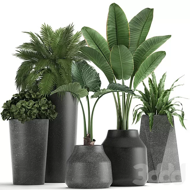 PLANTS – INDOOR – 3D MODELS – FREE DOWNLOAD – 17018