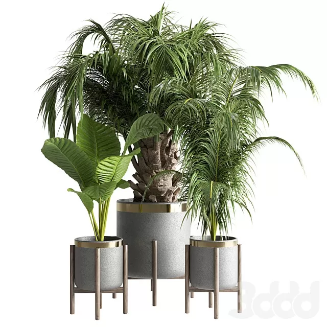 PLANTS – INDOOR – 3D MODELS – FREE DOWNLOAD – 17023