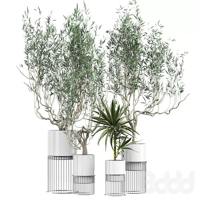PLANTS – INDOOR – 3D MODELS – FREE DOWNLOAD – 17026