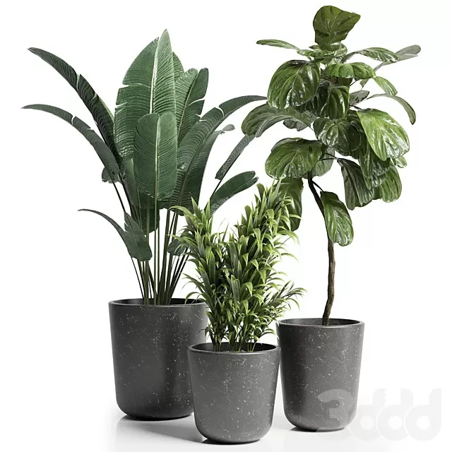 PLANTS – INDOOR – 3D MODELS – FREE DOWNLOAD – 17027