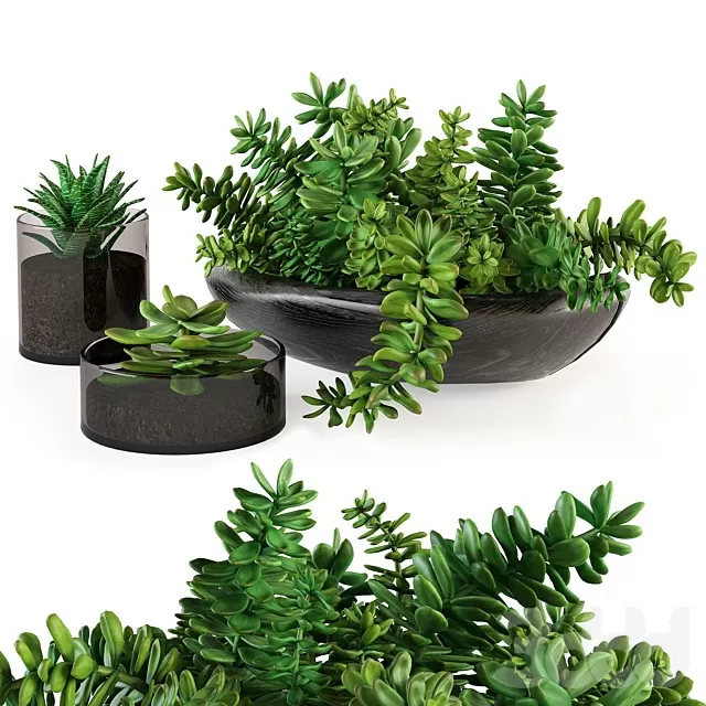 PLANTS – INDOOR – 3D MODELS – FREE DOWNLOAD – 17028