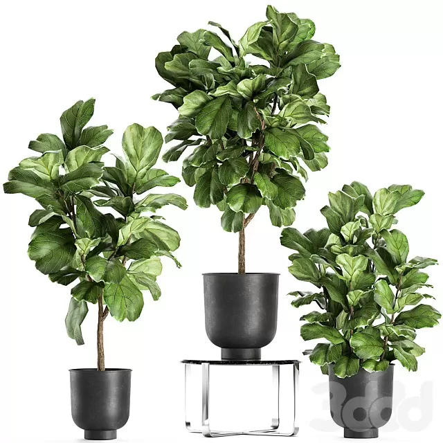 PLANTS – INDOOR – 3D MODELS – FREE DOWNLOAD – 17032