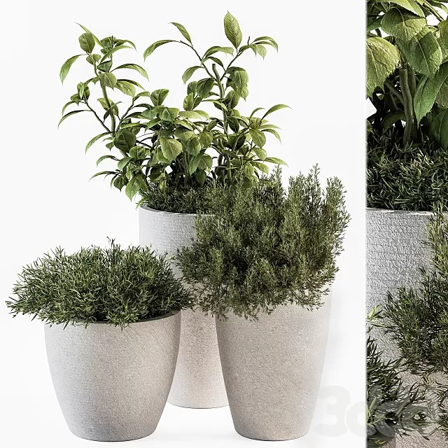PLANTS – INDOOR – 3D MODELS – FREE DOWNLOAD – 17036