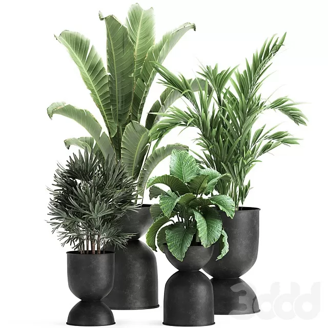 PLANTS – INDOOR – 3D MODELS – FREE DOWNLOAD – 17044