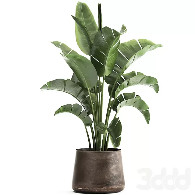 PLANTS – INDOOR – 3D MODELS – FREE DOWNLOAD – 17050