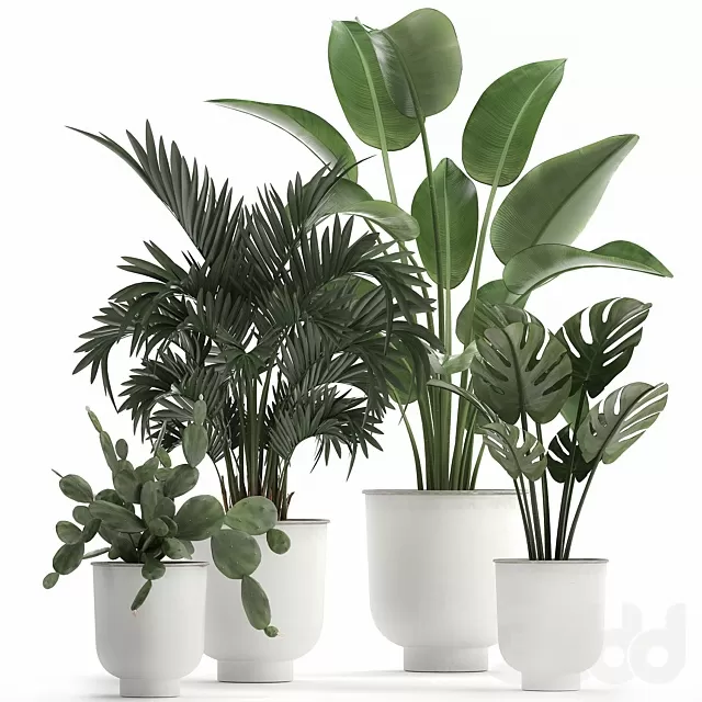 PLANTS – INDOOR – 3D MODELS – FREE DOWNLOAD – 17052