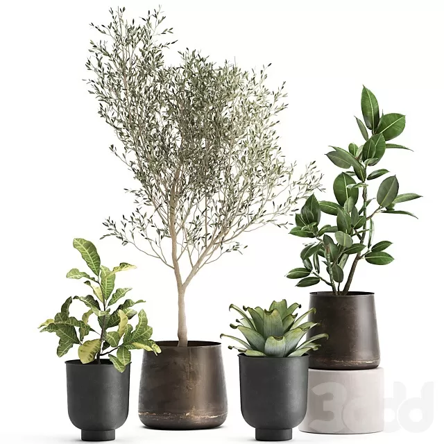 PLANTS – INDOOR – 3D MODELS – FREE DOWNLOAD – 17065