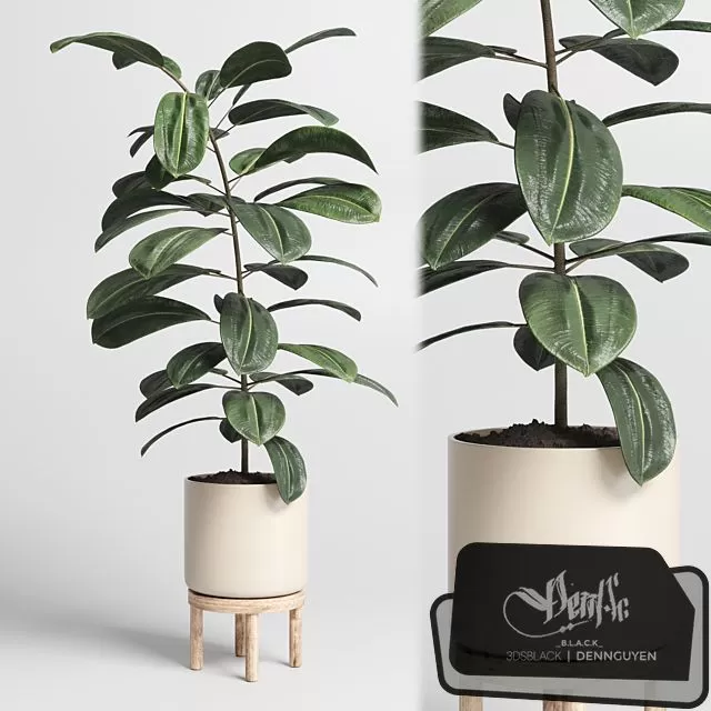 PLANTS – INDOOR – 3D MODELS – FREE DOWNLOAD – 17066