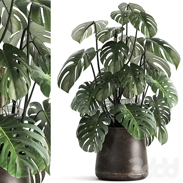 PLANTS – INDOOR – 3D MODELS – FREE DOWNLOAD – 17071