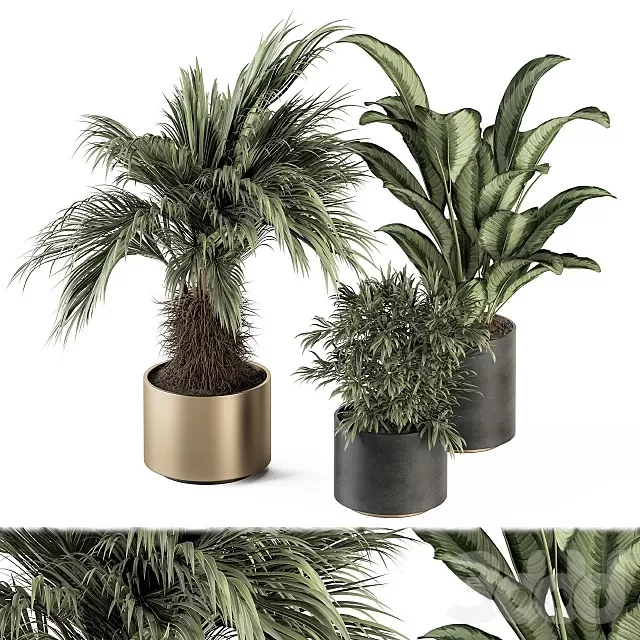 PLANTS – INDOOR – 3D MODELS – FREE DOWNLOAD – 17080